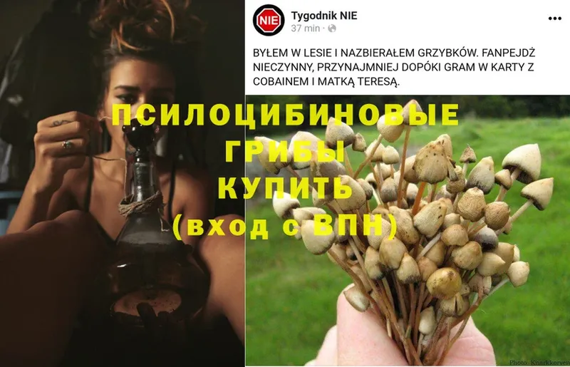 Псилоцибиновые грибы GOLDEN TEACHER  площадка наркотические препараты  Воскресенск  дарнет шоп 